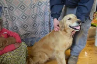 Brandy, a female Golden Retriever for sale in Greenwood, WI – Photo 6 of 6