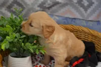 Brandy, a female Golden Retriever for sale in Greenwood, WI – Photo 4 of 6