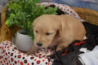 Brandy, a female Golden Retriever for sale in Greenwood, WI – Photo 3 of 6