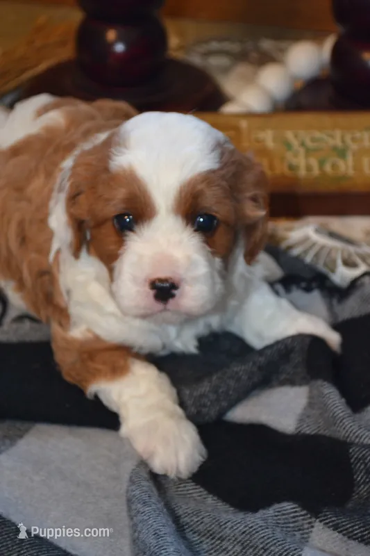 Karlo – Cavapoo puppy for sale in Greenwood, WI