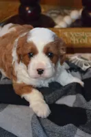 Karlo, a male Cavapoo for sale in Greenwood, WI – 1 of 6