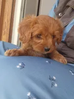 Jemma, a female Cavapoo for sale in Greenwood, WI – 3 of 3