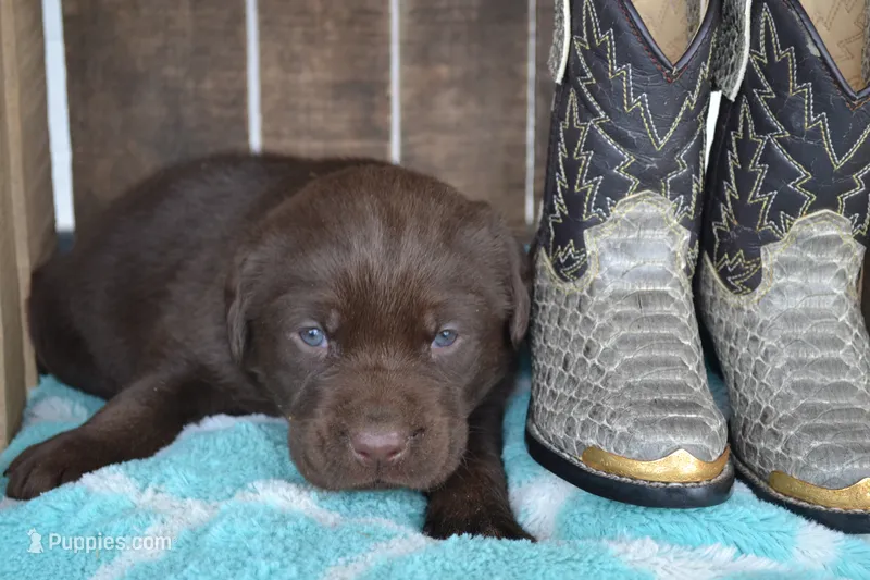 lanson – Labrador Retriever puppy for sale in Greenwood, WI