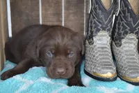 lanson, a female Labrador Retriever for sale in Greenwood, WI – 1 of 4