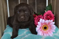 Lynda, a female Labrador Retriever for sale in Greenwood, WI – 3 of 4