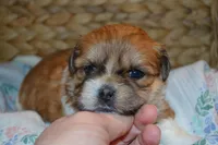 Ivy , a female Mal Shi for sale in Greenwood, WI – Photo 5 of 5