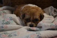 Ivy , a female Mal Shi for sale in Greenwood, WI – Photo 1 of 5