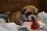 Ivy , a female Mal Shi for sale in Greenwood, WI – Photo 2 of 5