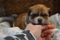 Ivy , a female Mal Shi for sale in Greenwood, WI – Photo 4 of 5