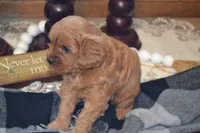 Kara, a female Cavapoo for sale in Greenwood, WI – 3 of 6
