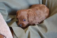 Biscuit, a male Cavapoo for sale in Greenwood, WI – 4 of 5