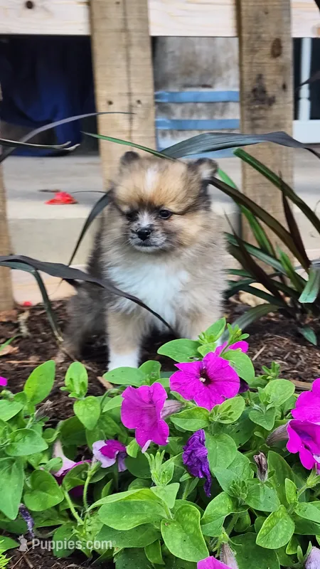 Warrior – Pomeranian puppy for sale in Greenwood, WI