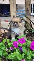 Warrior, a male Pomeranian for sale in Greenwood, WI – 1 of 5