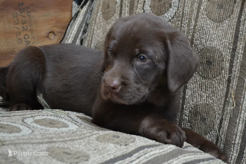Lanson – Labrador Retriever puppy for sale in Greenwood, WI