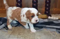 Karlo, a male Cavapoo for sale in Greenwood, WI – 4 of 6