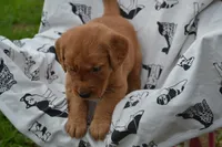 Glory, a female Golden Retriever for sale in Greenwood, WI – 2 of 4