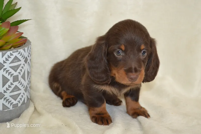 Snoopy – Dachshund puppy on hold in Greenwood, WI
