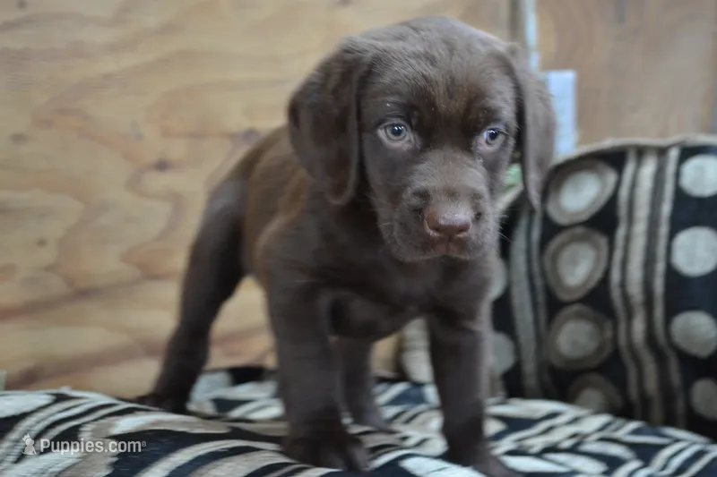 Londa – Labrador Retriever puppy for sale in Greenwood, WI