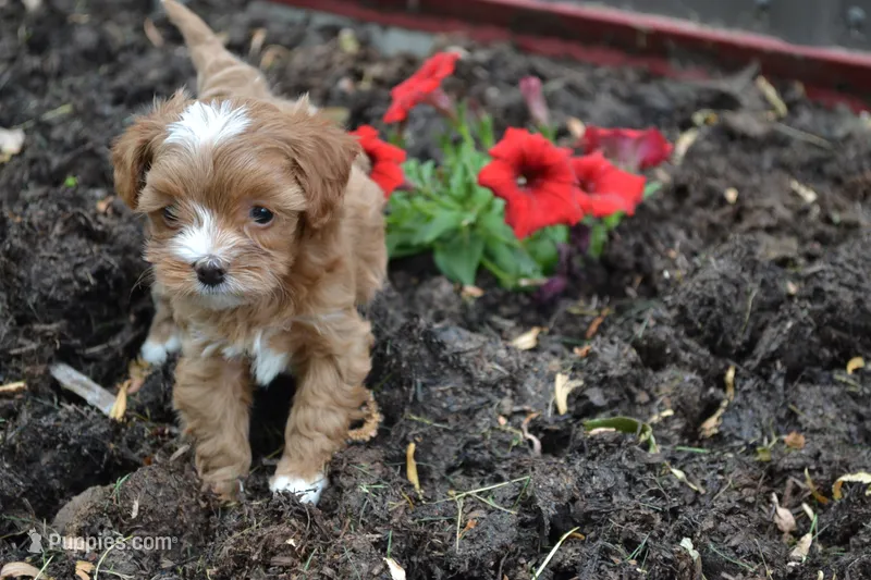 Casey – Cavapoo, Poodle - Miniature  puppy for sale in Greenwood, WI