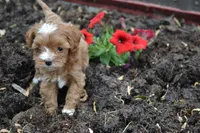 Casey, a male Cavapoo and Poodle - Miniature  for sale in Greenwood, WI – 1 of 4