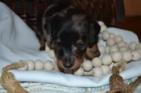 Smokey, a male Dachshund for sale in Greenwood, WI – 1 of 8