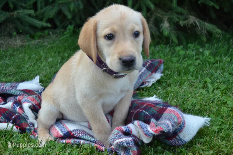 Ellie – Labrador Retriever puppy for sale in Greenwood, WI