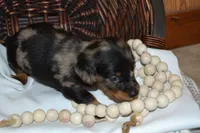 Smokey, a male Dachshund for sale in Greenwood, WI – 3 of 8