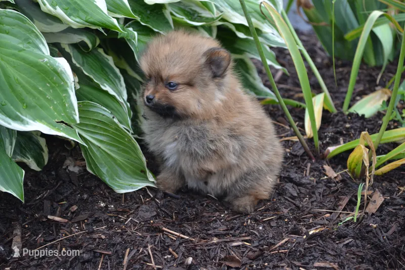 Winx – Pomeranian puppy for sale in Greenwood, WI