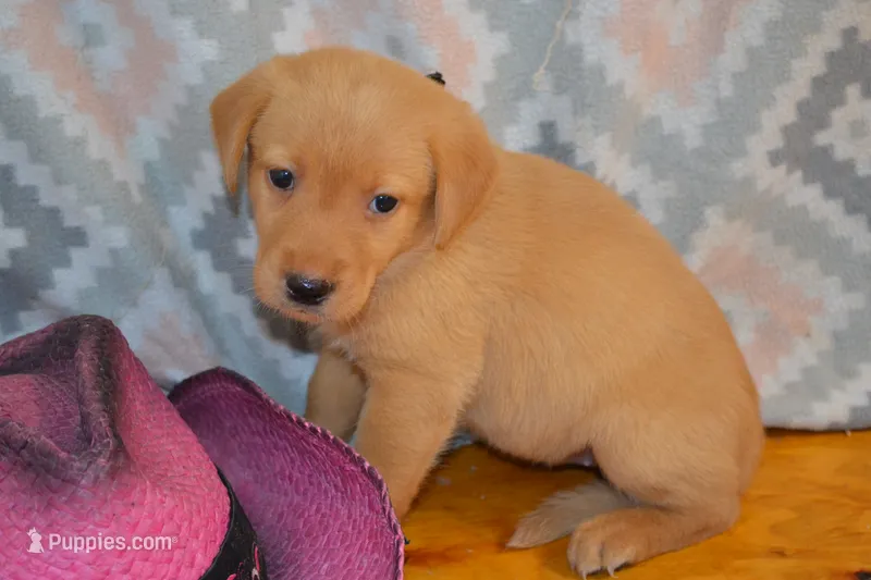 Donna – Labrador Retriever puppy for sale in Greenwood, WI