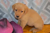 Donna, a female Labrador Retriever for sale in Greenwood, WI – 1 of 3