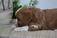 Pebbles, a male Cavapoo for sale in Greenwood, WI – 2 of 7