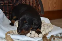 Shadow, a male Dachshund for sale in Greenwood, WI – 4 of 8