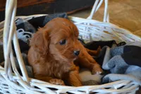 Jemma, a female Cavapoo for sale in Greenwood, WI – Photo 3 of 7