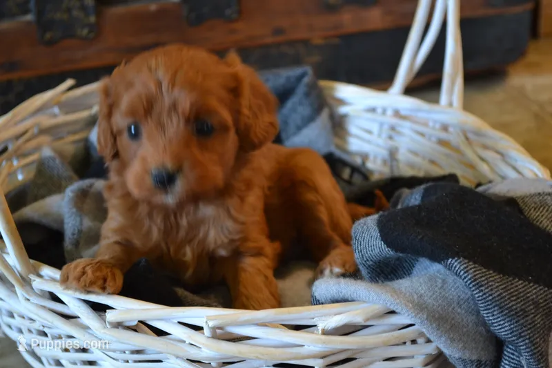 Jemma – Cavapoo puppy for sale in Greenwood, WI