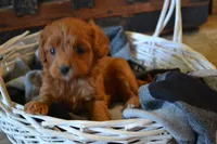 Jemma, a female Cavapoo for sale in Greenwood, WI – Photo 1 of 7