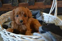 Jemma, a female Cavapoo for sale in Greenwood, WI – Photo 7 of 7