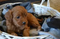 Jemma, a female Cavapoo for sale in Greenwood, WI – Photo 4 of 7