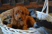 Jemma, a female Cavapoo for sale in Greenwood, WI – Photo 2 of 7