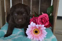 Lynda, a female Labrador Retriever for sale in Greenwood, WI – 2 of 4