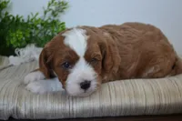 Pebbles, a male Cavapoo for sale in Greenwood, WI – 7 of 7