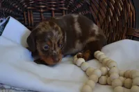 Sage, a female Dachshund for sale in Greenwood, WI – 3 of 8