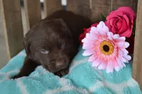 Lola, a female Labrador Retriever for sale in Greenwood, WI – 1 of 4