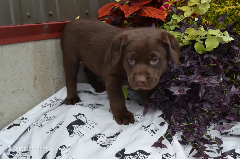 Londa – Labrador Retriever puppy for sale in Greenwood, WI