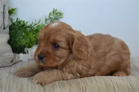 Peanuts, a male Cavapoo for sale in Greenwood, WI – 2 of 5
