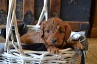 Jasper, a male Cavapoo for sale in Greenwood, WI – Photo 2 of 6