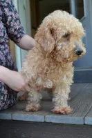 Jasper, a male Cavapoo for sale in Greenwood, WI – Photo 5 of 6