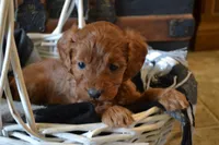 Jasper, a male Cavapoo for sale in Greenwood, WI – Photo 4 of 6