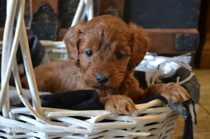 Jasper – Cavapoo puppy for sale in Greenwood, WI