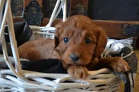 Jasper, a male Cavapoo for sale in Greenwood, WI – Photo 3 of 6
