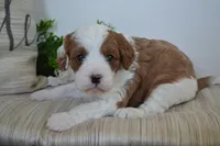Patches, a male Cavapoo for sale in Greenwood, WI – 2 of 6